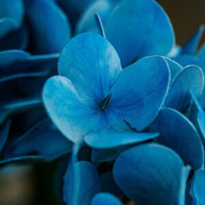 Navy Blue Flowers and Leaves Wallpaper